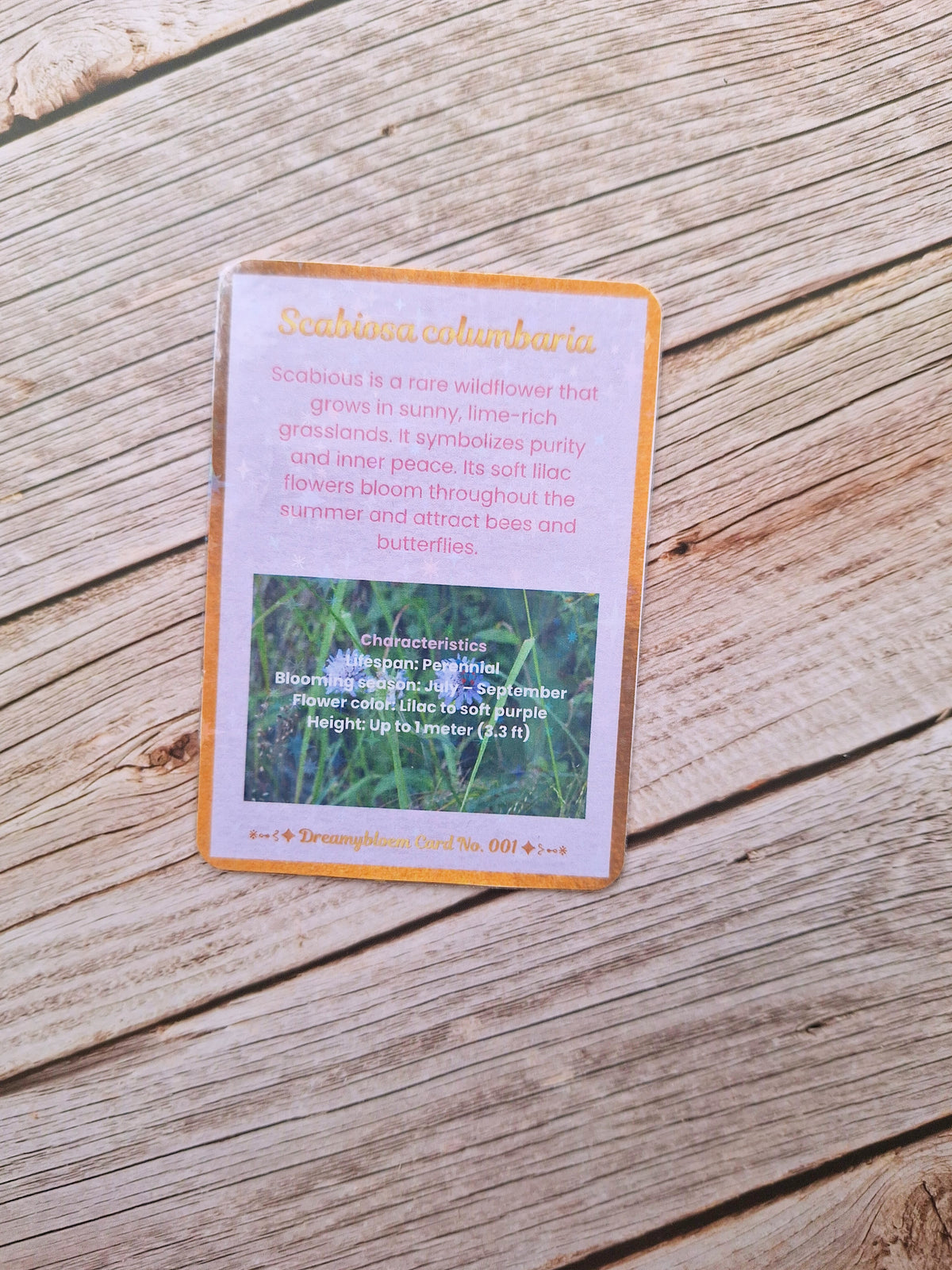 Catch-up mail September Edition No. 001 – Scabious 🇪🇺 Europe (shipping included)